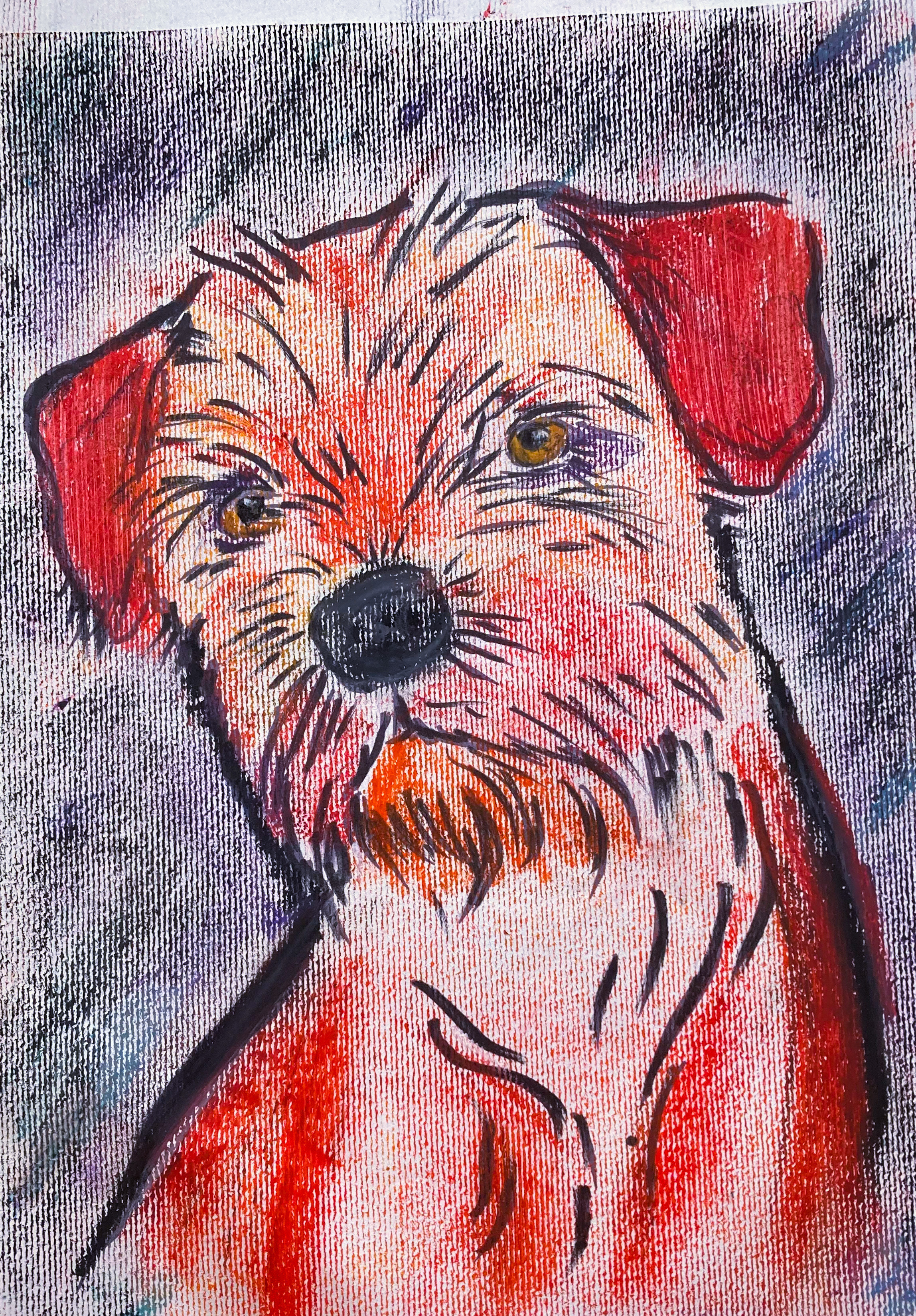 Borderterrier