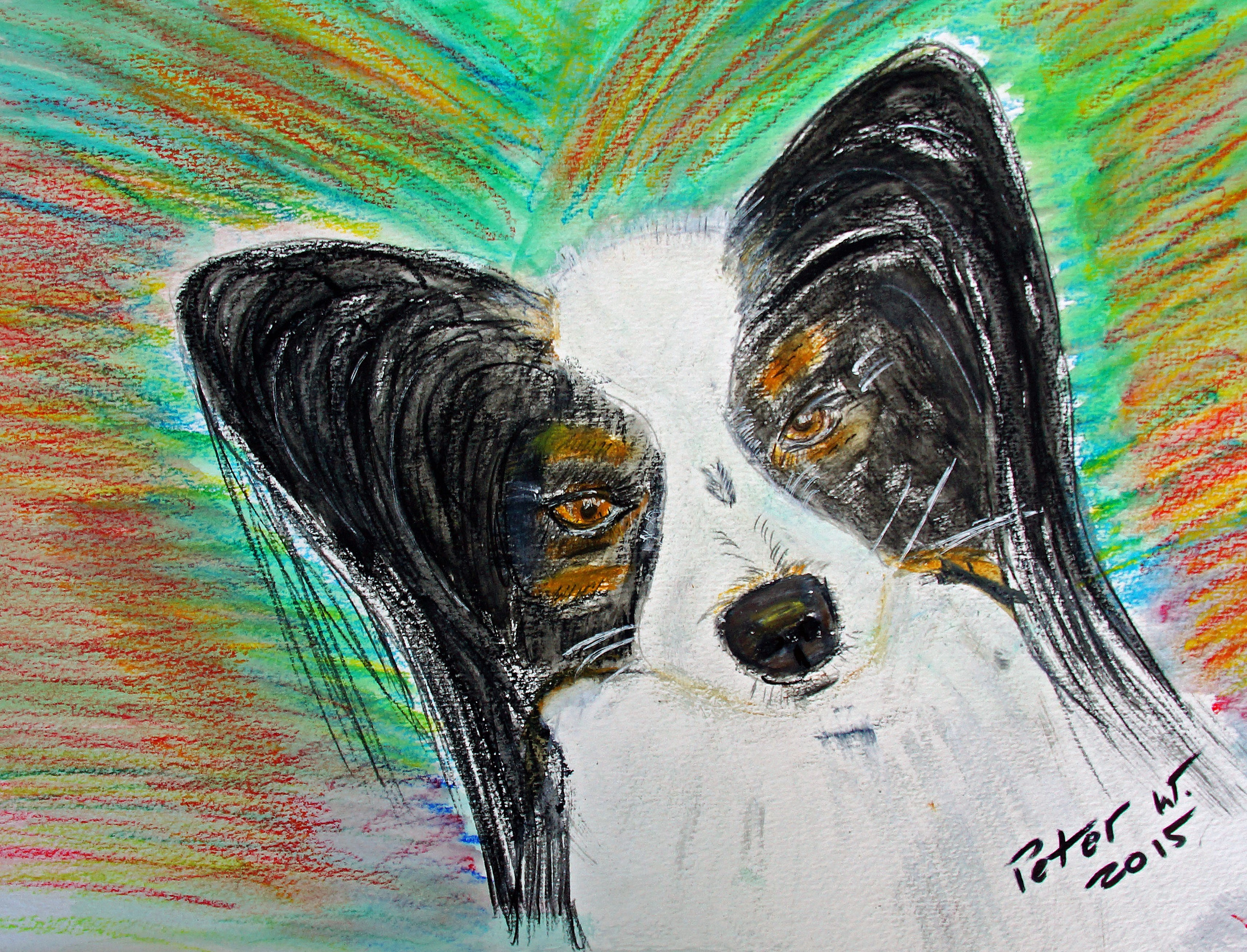 Papillon Tubasa Farbstifte und Kreide 2015 Ausstellungspreis Klubshow 